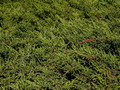 Juniperus communis Hornibrookii IMG_4530 Jałowiec pospolity
